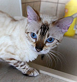 Flawless cat Jenny