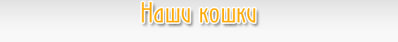 Наши кошки